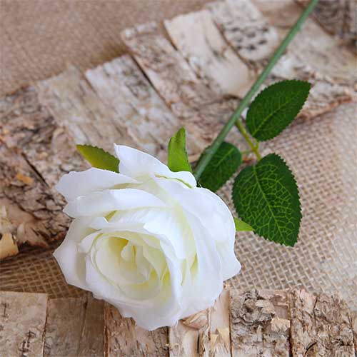 rosa-bianca