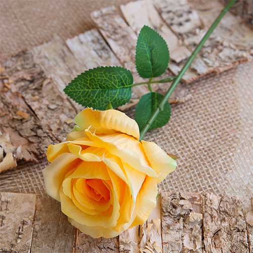 rosa-gialla