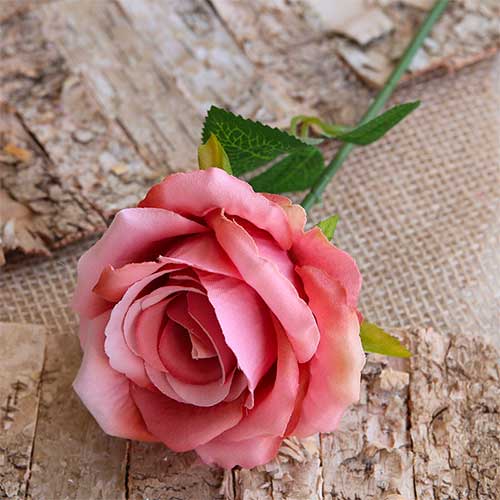 rosa-rosa