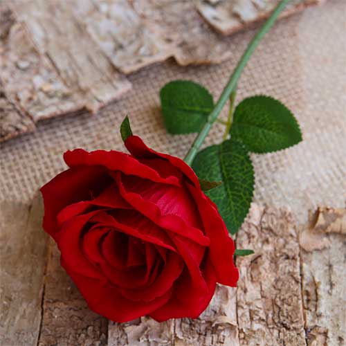 rosa-rossa