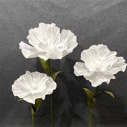 anemone-bianca